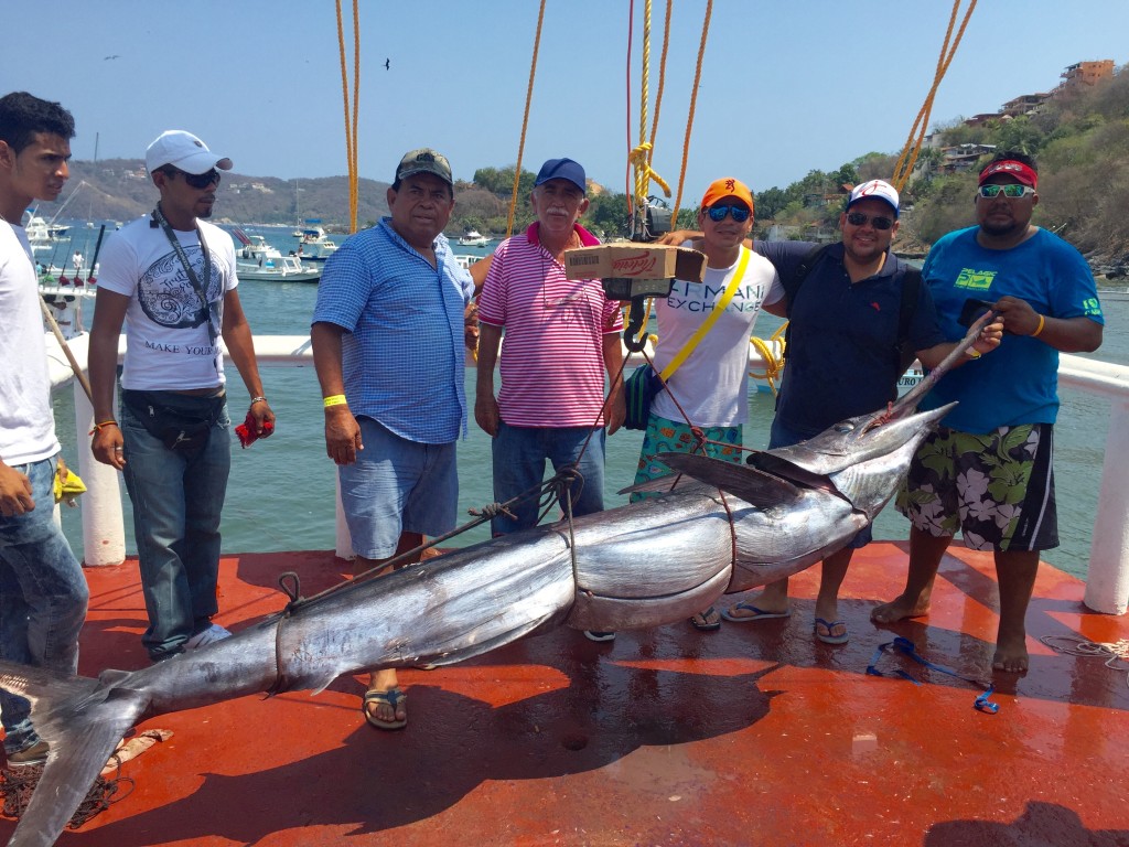 jorge sanchez captura un marlin de casi 144 kilos