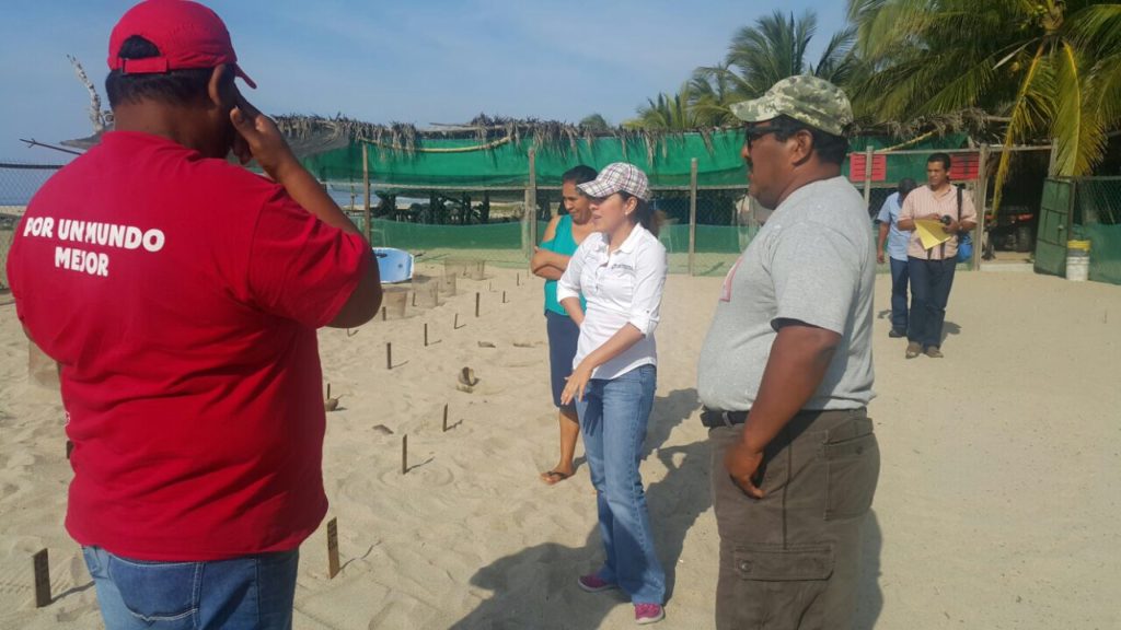 SUPERVISA TITULAR DE SEMAREN CAMPAMENTOS TORTUGUEROS EN LA REGIÓN DE COSTA CHICA Y ACAPULCO (1)