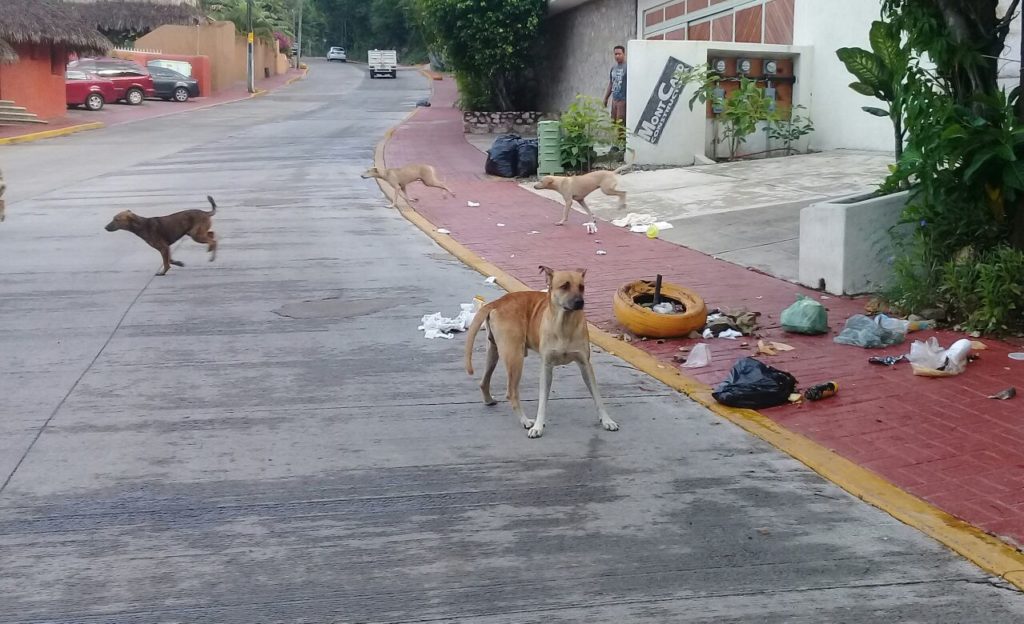 FOTO PRINCIPAL A SEIS COLUMNAS perros callejeros en la ropa