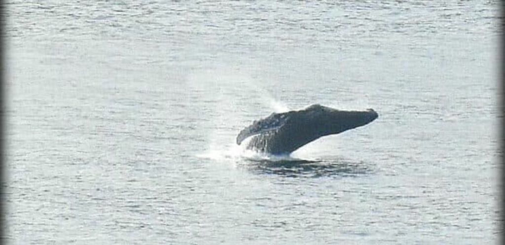 ballenas en zihuatanejo