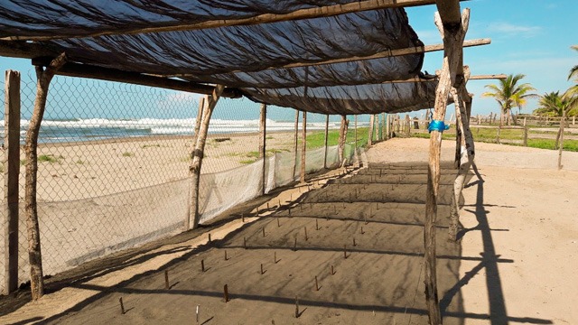 Incremento de campamentos tortugueros mejorara protección de la tortuga marina: DIMAREN