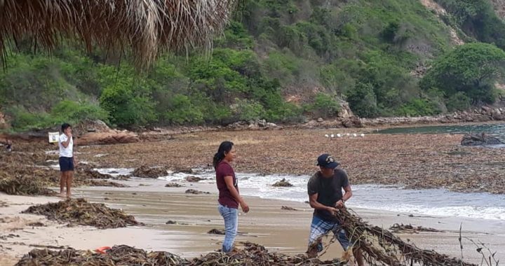 Lirio acuático similar al zargazo invade playa de La Isla de Ixtapa