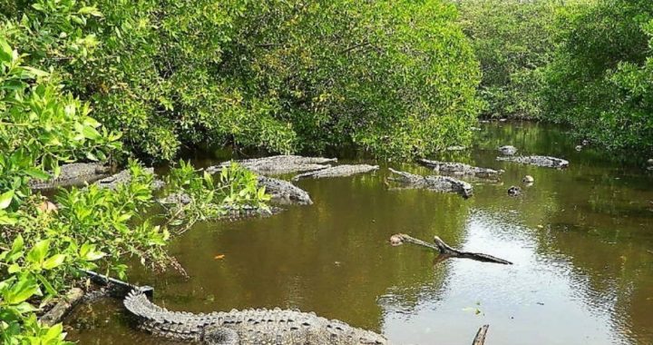 MILES DE VIVIENDAS DE CINCO DESARROLLOS HABITACIONALES DESCARGAN AGUAS NEGRAS Y CONTAMINAN LA LAGUNA DEL NEGRO EN IXTAPA, DENUNCIAN