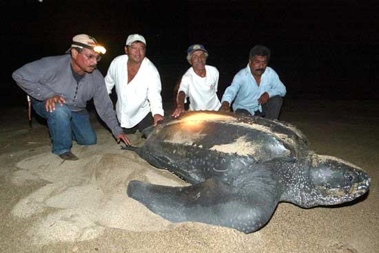 TURISTAS DENUNCIAN A DEPREDADORES DE TORTUGA EN PLAYA LA MADERA DE ZIHUATANEJO