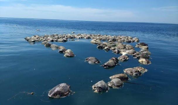 Masacre contra especies marinas en peligro de extinción deben ser frenadas en las Costas de Zihuatanejo