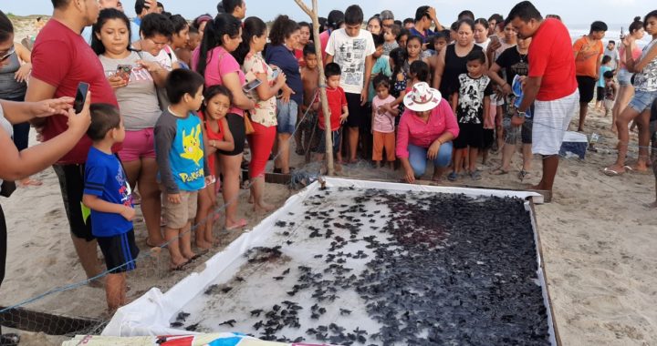 Entre llamados a cuidar el medio ambiente, liberan 3 mil tortuguitas en playa El Carrizal 