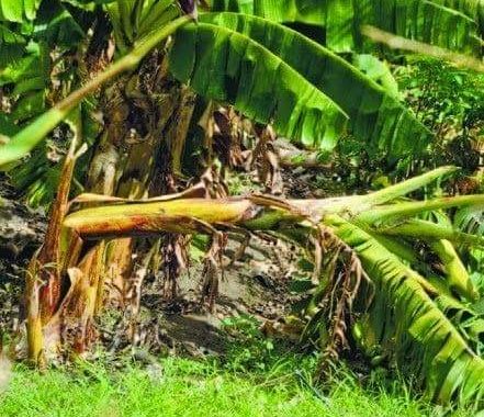 Suman casi mil hectáreas de plátano y maíz afectadas en el municipio de Tecpan, asegura Seder