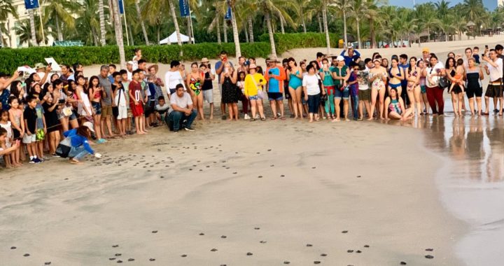 Gobierno de Zihuatanejo celebra con éxito Festival de la Tortuga