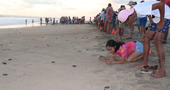 Cuatro mil tortuguitas golfinas son liberadas en playa El Carrizal de Cinta Larga 