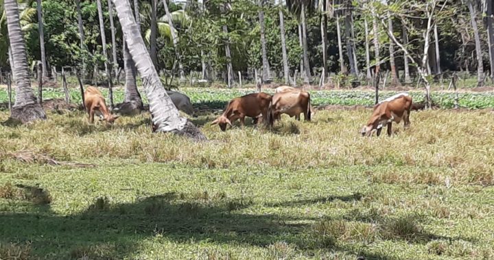 En Tecpan hay baja prevalencia de enfermedades en el ganado, asegura Gerardo Núñez Valdovinos 