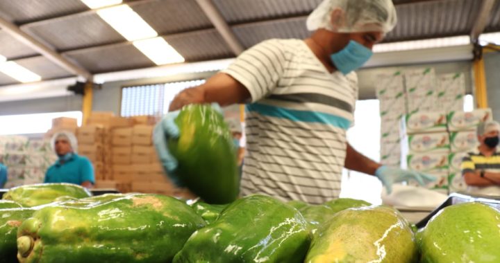 Afectada la comercialización de papaya en Tecpan por pandemia del Coronavirus