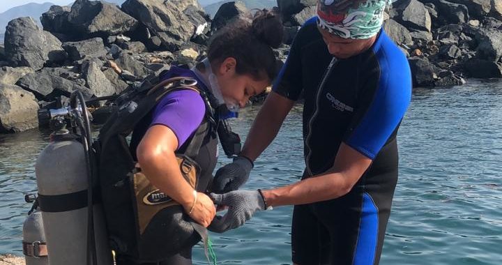 Retoman biólogos investigación sobre la flora y fauna marina de las playas de Tecpan 