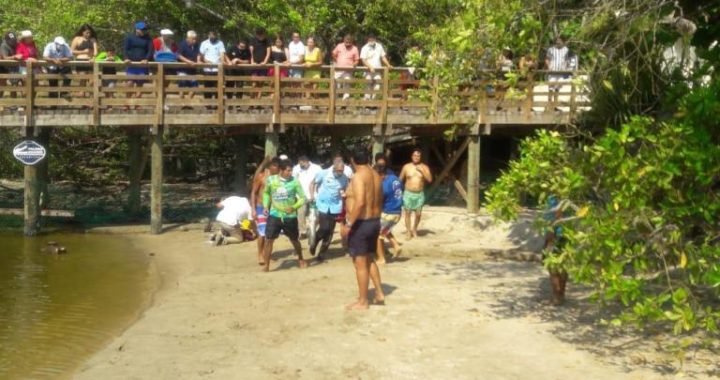 Cocodrilo ataca a un niño de 6 años en estero de Pacífica en Ixtapa