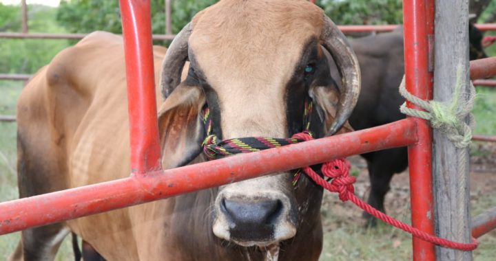 Rancho La Ceiba, gran tradición en la crianza de toros de reparo en el municipio de Tecpan 