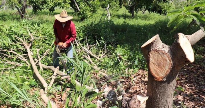 El podado en los cultivos de mango es de gran relevancia, asegura Mario Vega Santana