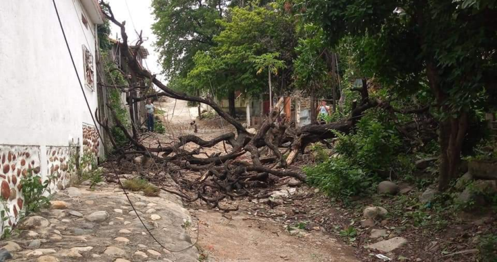 Causan afectaciones fuertes rachas de viento en el municipio de Técpan