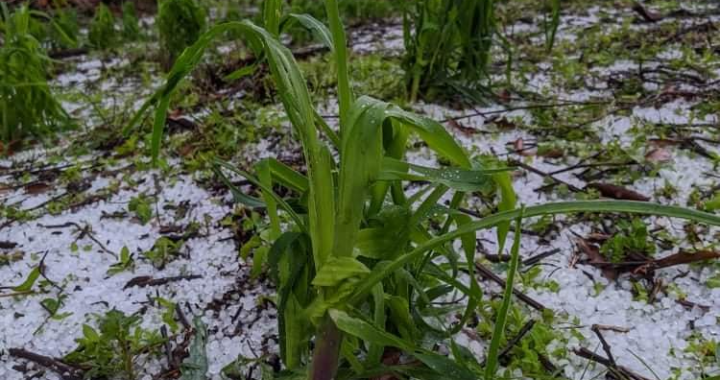 Afectan granizadas cultivos diversos en la sierra de Ajuchitlán del Progreso