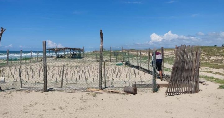 Supera expectativas arribo de tortugas marinas en playa de Tecpan