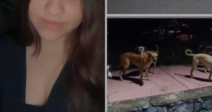 MILES DE PERSONAS APRUEBAN Y RESALTAN LABOR ALTRUISTA DE JOVEN QUE PRETENDE CREAR UN REFUGIO PARA PERROS Y GATOS CALLEJEROS EN ZIHUATANEJO