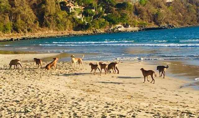 REPORTAN ATAQUE DE PERROS CONTRA TURISTAs EN PLAYA LA ROPA 