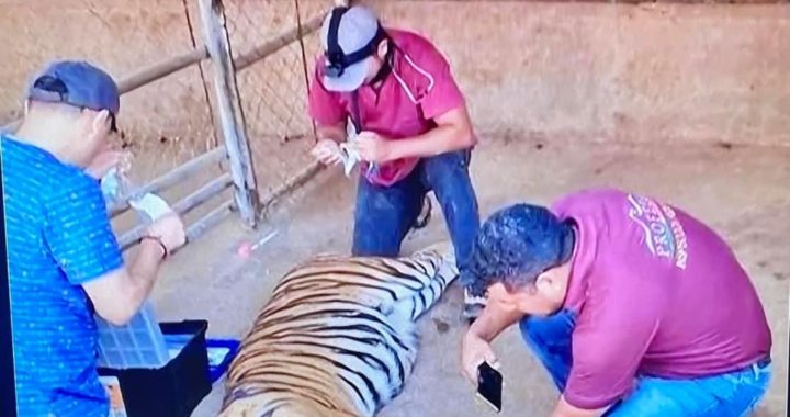 En Operativo conjunto de fuerzas federales y Profepa se aseguran tigres de Bengala en condiciones deplorables en Petatlán