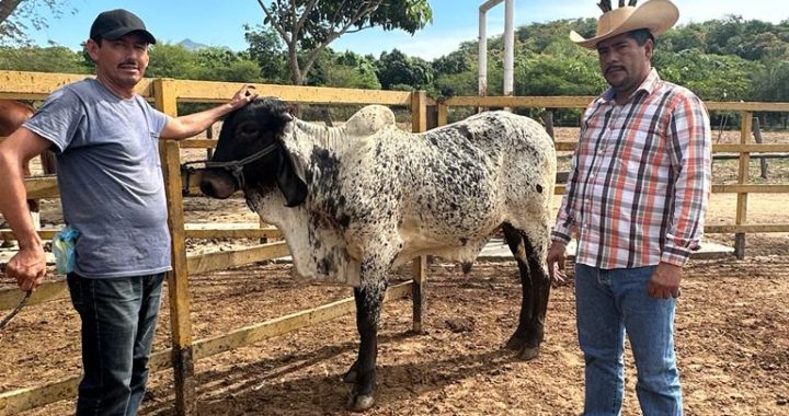 Presidente Crescencio Reyes cierra el año entregando obras y 40 becerros a ganaderos de La Unión